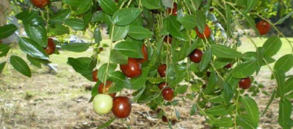 Τζιτζιφιά: Οι  ευεργετικές ιδιότητες των καρπών του για την υγεία μας