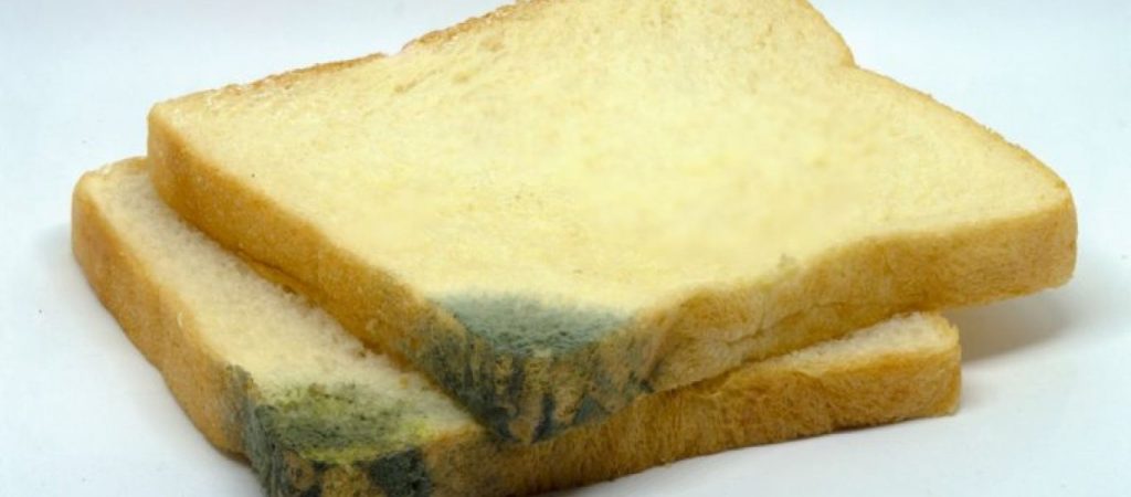 Τρώτε το «καθαρό μέρος» του ψωμιού που μόλις αρχίζει να μουχλιάζει; – Πρέπει να το σταματήσετε!