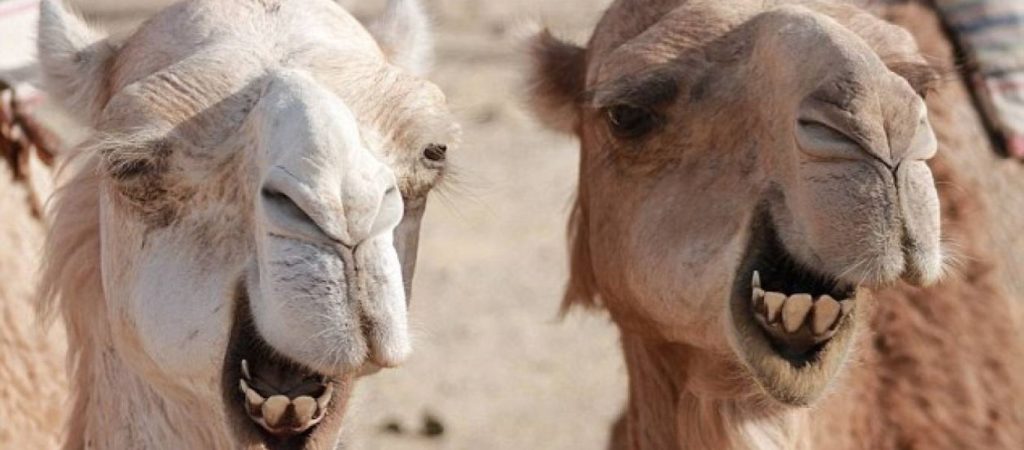 Κτηνωδία στη Σαουδική Αραβία: Κάνουν… μπότοξ σε καμήλες για να τις «ομορφύνουν» και να κερδίσουν διαγωνισμούς