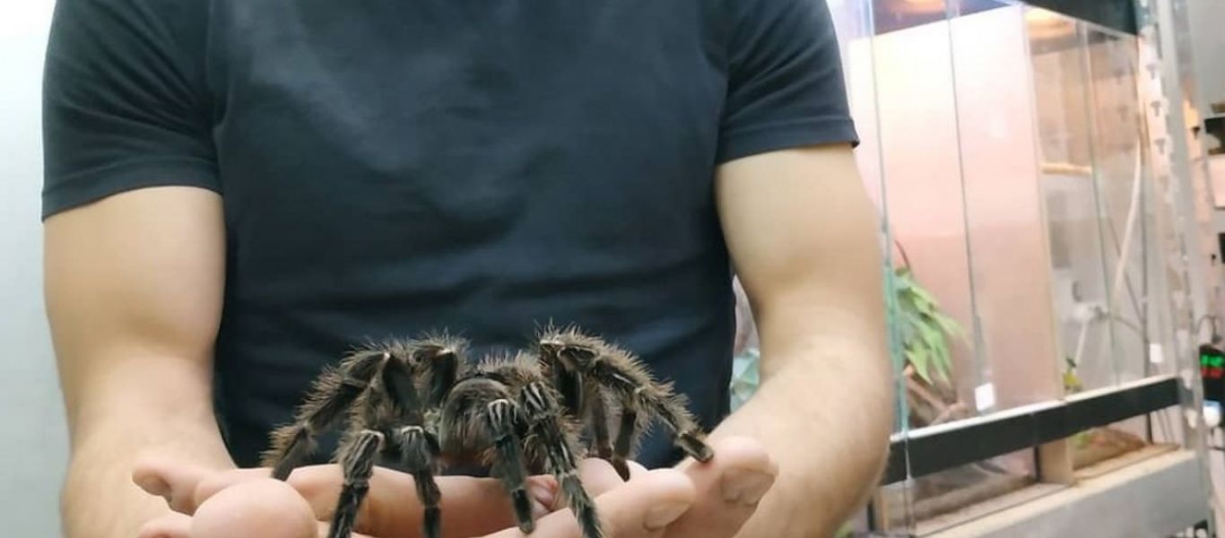 Τα σκυλιά και οι γάτες είναι… ξεπερασμένα κατοικίδια στην Αργεντινή – Μόνο αράχνες, αρουραίοι και γουρούνια!