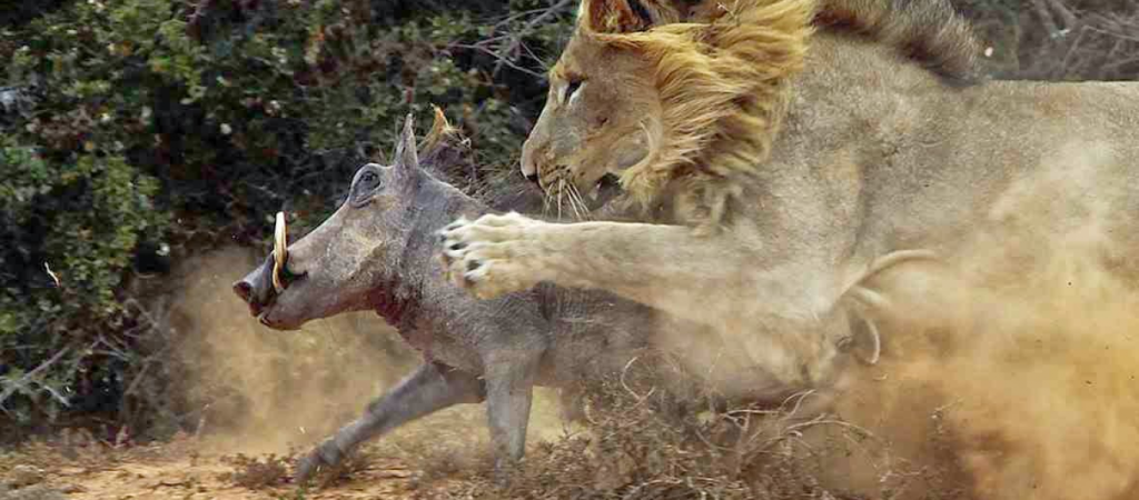 Η στιγμή που αγριογούρουνο πέφτει σε… ενέδρα λιονταριών (σκληρό βίντεο)