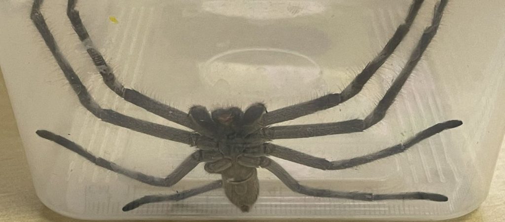 Αράχνη… έκοβε βόλτες στο πόδι πολιτικού στην Αυστραλία ενώ ενημέρωνε για την πορεία της Covid