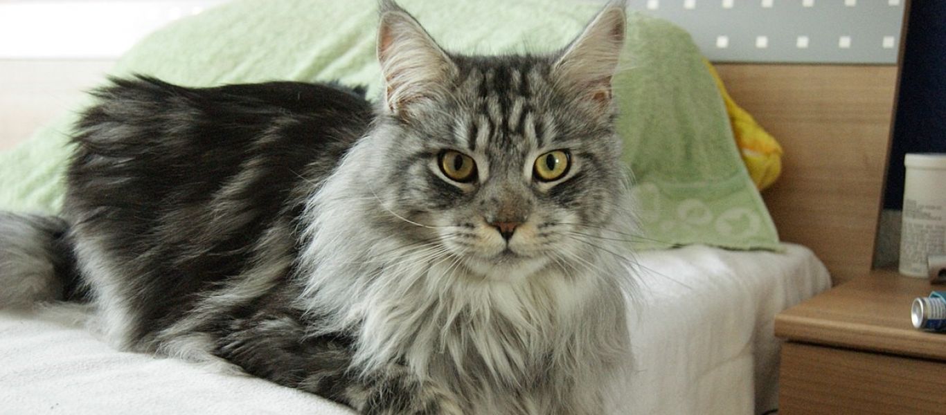 Πως να ηρεμήσετε μια γάτα σε οίστρο