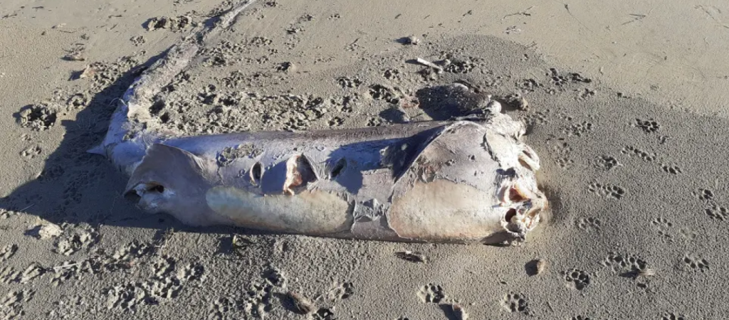Ξεβράστηκε κήτος 150 κιλών σε θάλασσα της Κρήτης (φώτο)