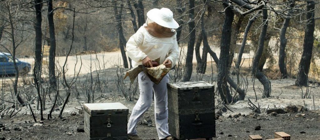 Βόρεια Εύβοια: Επανεκκίνηση της αγροτικής οικονομίας