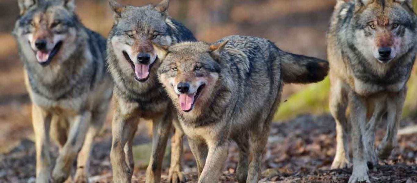 Τρόμος στη Γαλλία: Αγέλη λύκων απέδρασε σε ώρες επισκεπτηρίου  από ζωολογικό κήπο