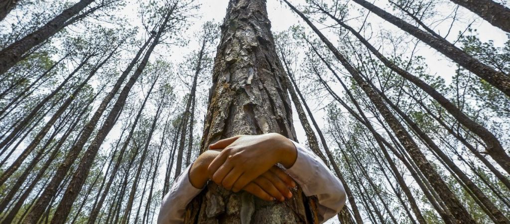 Απίστευτο: Παντρεύτηκε δέντρο για να το σώσει – Άλλαξε μέχρι και το επίθετο της (βίντεο)