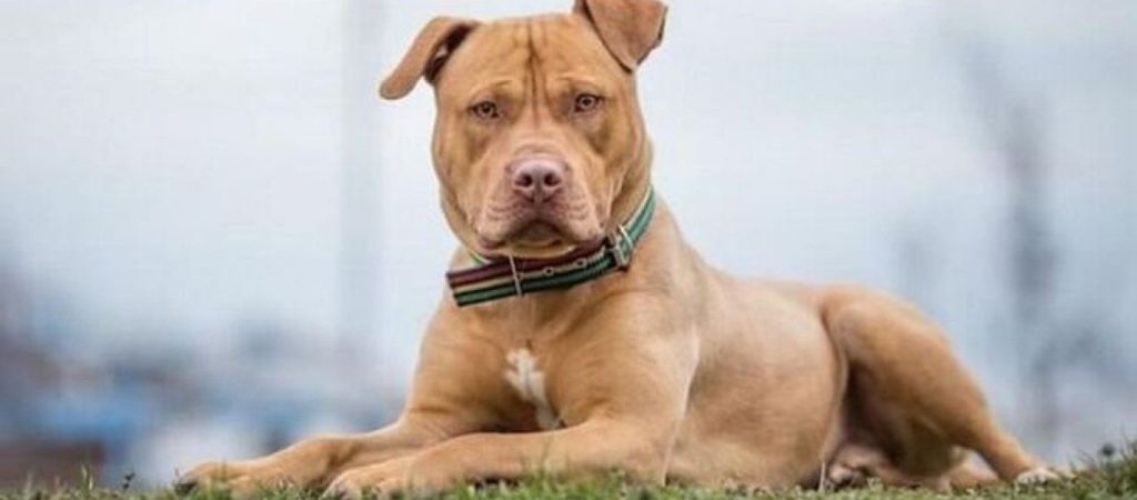 Κιλκίς: Συνελήφθη άνδρας που πυροβόλησε & σκότωσε σκύλο