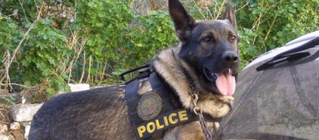 Χρυσοκελλαριά: Σκύλος της ΕΜΑΚ εντόπισε άνδρα που αγνοούνταν