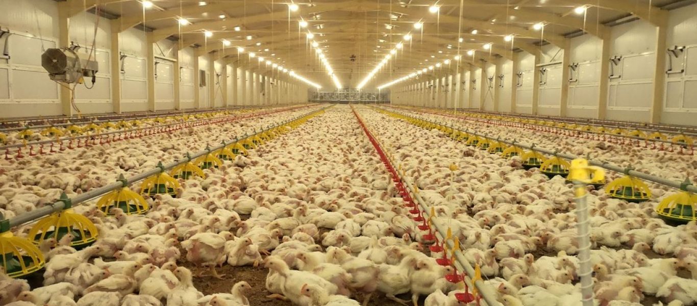 Η Τσεχία θανατώνει 80.000 κοτόπουλα λόγω της γρίπης των πτηνών – Πρώτο κρούσμα στη Σλοβακία