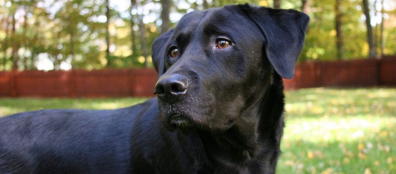 Άρτα: Ζευγάρι κακοποιούσε τον σκύλο τους – Συνελήφθησαν για κακοποίηση