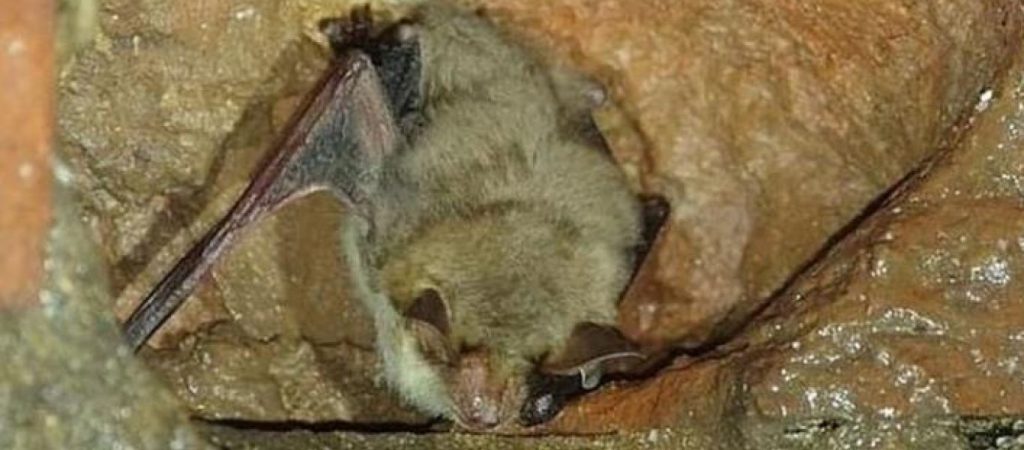 Βρετανία: Το πιο μοναχικό ζώο εθεάθη σε μια σπηλιά έπειτα από δυο χρόνια