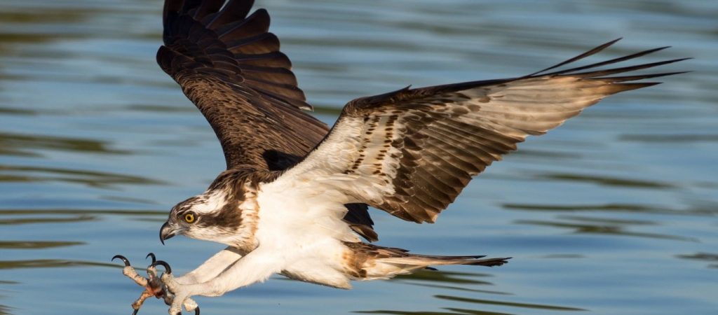 Αετός πιάστηκε σε πετονιά ψαρέματος: Ευτυχώς σώθηκε από ένα άγνωστο (βίντεο)