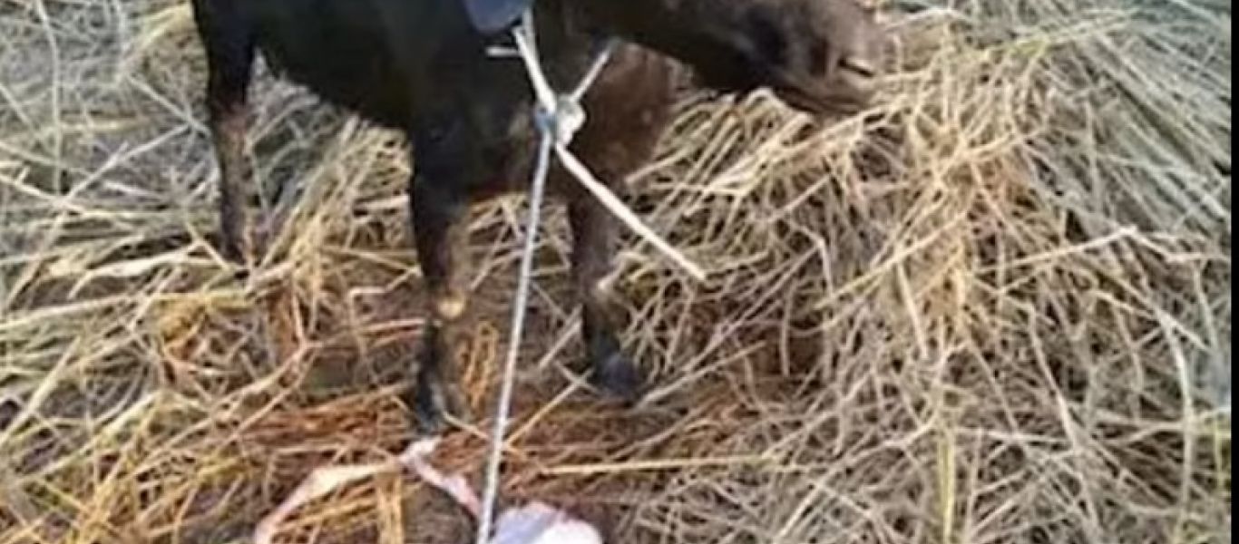 Ινδία: Κατσίκα γέννησε ανθρωπόμορφο κατσικάκι (φωτό)