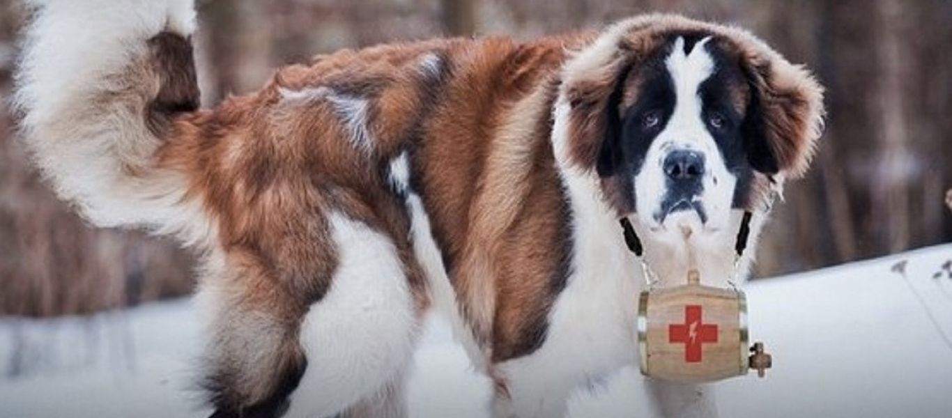 Κροατία: Τραυματισμένος ορειβάτης σώθηκε γιατί τον ζέσταινε ο σκύλος του μέχρι να τον εντοπίσουν