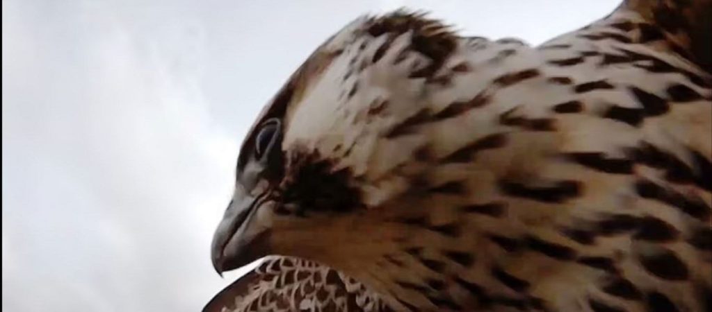 Γεράκι εισέβαλε σε κατάστημα στη Λαμία και η περιγραφή του υπαλλήλου έγινε viral (βίντεο)