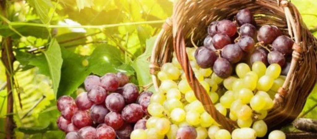 Σταφύλια: Μπορούν να μειώσουν την κακή χοληστερόλη κατά 8% μέσα σε έναν μήνα – Η ιδανική ποσότητα