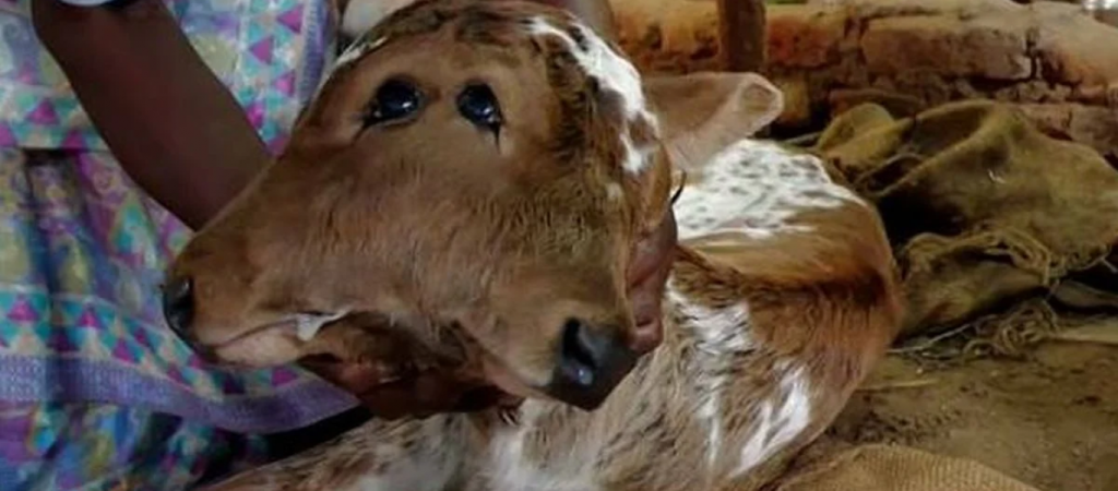 Ινδία: Μοσχαράκι γεννήθηκε με δύο… κεφάλια (βίντεο)