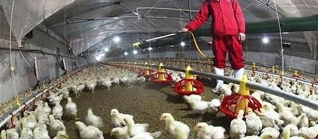 Συναγερμός την Μεγάλη Βρετανία μετά τον εντοπισμό κρούσματος της γρίπης των πτηνών