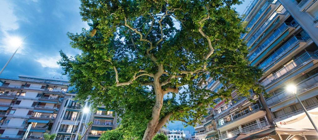 Θεσσαλονίκη: Έριξαν μπετό σε ρίζες δέντρων (βίντεο)