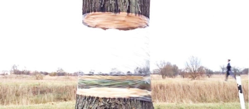 Εντυπωσιακό: Δέντρο «αιωρείται» στο κενό! (βίντεο)