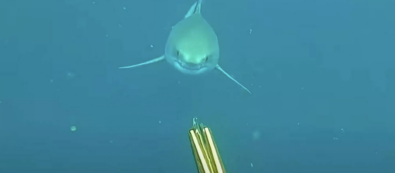 Υποβρύχιος Τρόμος: Ψαροντουφεκάς αντιμέτωπος με μεγάλο λευκό καρχαρία (βίντεο)