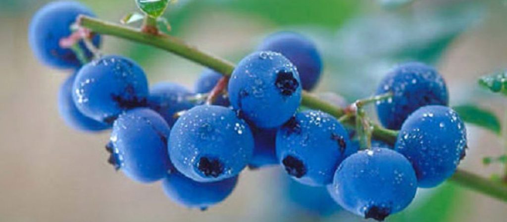 Μύρτιλο: Σε τι χρησιμοποιείται; – Οφέλη και πιθανές παρενέργειες