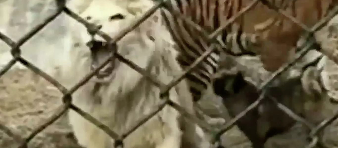 Όταν τα «παιδιά» μαλώνουν: Σκύλος σταματά «καβγά» ανάμεσα σε λιοντάρι και τίγρη