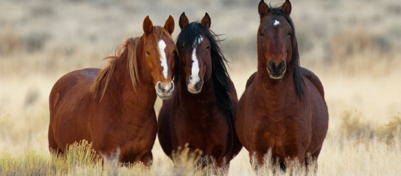 Λαμία: Άλογο ξέφυγε απο τον ιδιοκτήτη του και έκανε βόλτες μέσα στην πόλη (βίντεο)