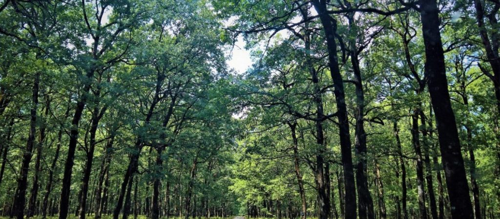 Δράμα: Αγώνας δρόμου μέσα στο δάσος για τους σεισμόπληκτους στο Αρκαλοχώρι (φωτό)