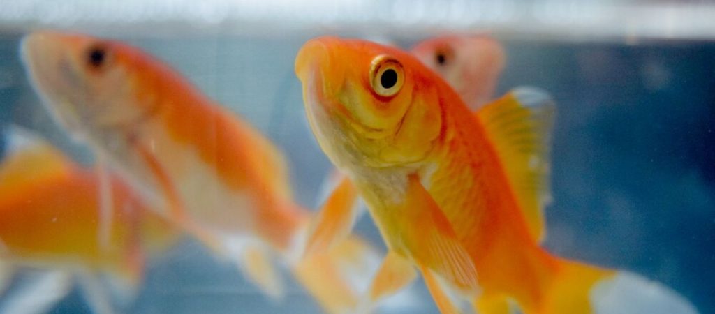 Ισραηλινοί επιστήμονες έμαθαν σε χρυσόψαρα να… «οδηγούν» (βίντεο)