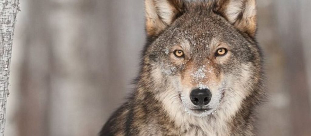 Επείγουσες οδηγίες από περιβαλλοντικές οργανώσεις – Ζητούν άμεσες ενέργειες μετά το περιστατικό στην Πάρνηθα