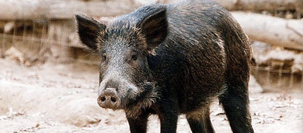 Τρένο συγκρούστηκε με αγριογούρουνα στην Τιθορέα