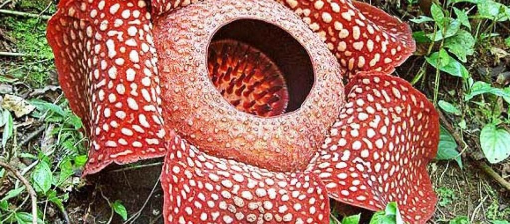 Καλύτερα να μην τα προσφέρετε: 8+1 πολύ «βρομερά» λουλούδια του πλανήτη!