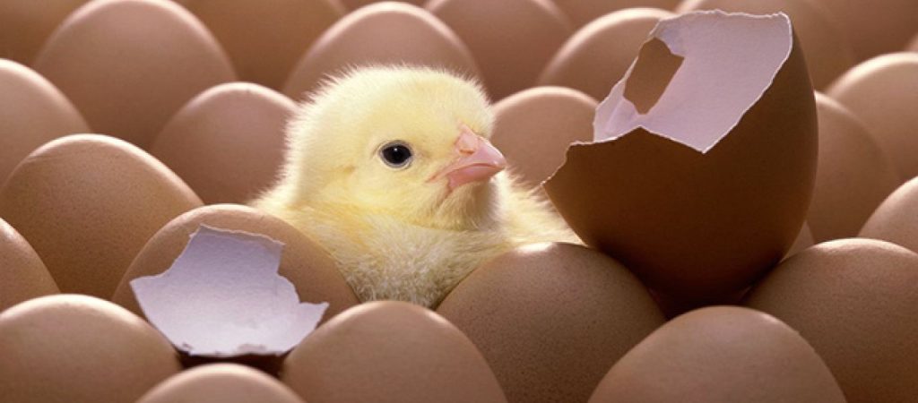 Η κότα έκανε το αυγό ή το αυγό την κότα; – Ένας επιστήμονες λύνει μια για πάντα τον γρίφο