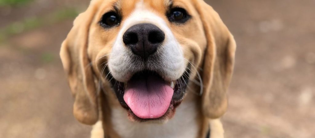 Νέα μελέτη: Μπορούν οι σκύλοι να αναγνωρίσουν διαφορετικές γλώσσες;