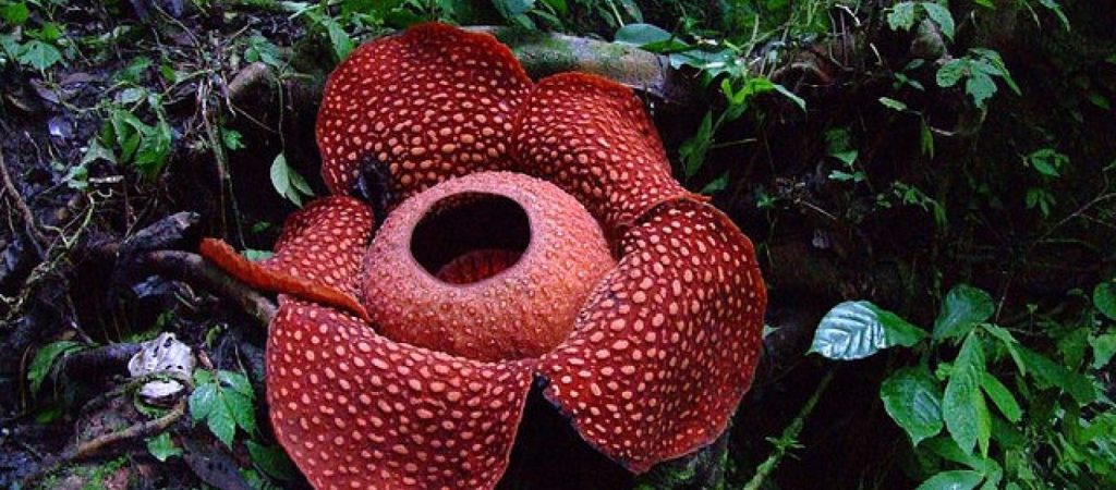 Rafflesia Arnoldii: Το μεγαλύτερο λουλούδι στον κόσμο – Μπορεί να ξεπεράσει σε βάρος τα 10 κιλά (φωτο)