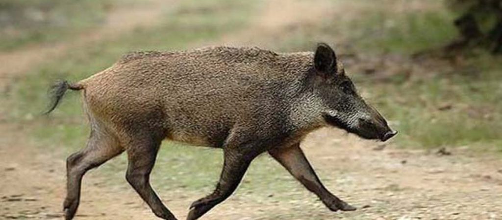 Ναύπακτος: Αγριογούρουνα παίζουν σε παιδική χαρά στην παραλία της Κάτω Βασιλικής (βίντεο)