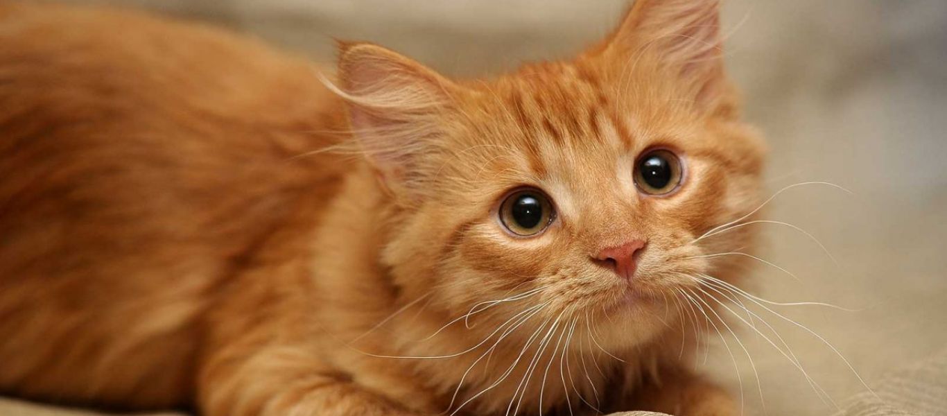 Νέα κτηνωδία στη Σίκινο: Δηλητηρίασαν 35 γάτες