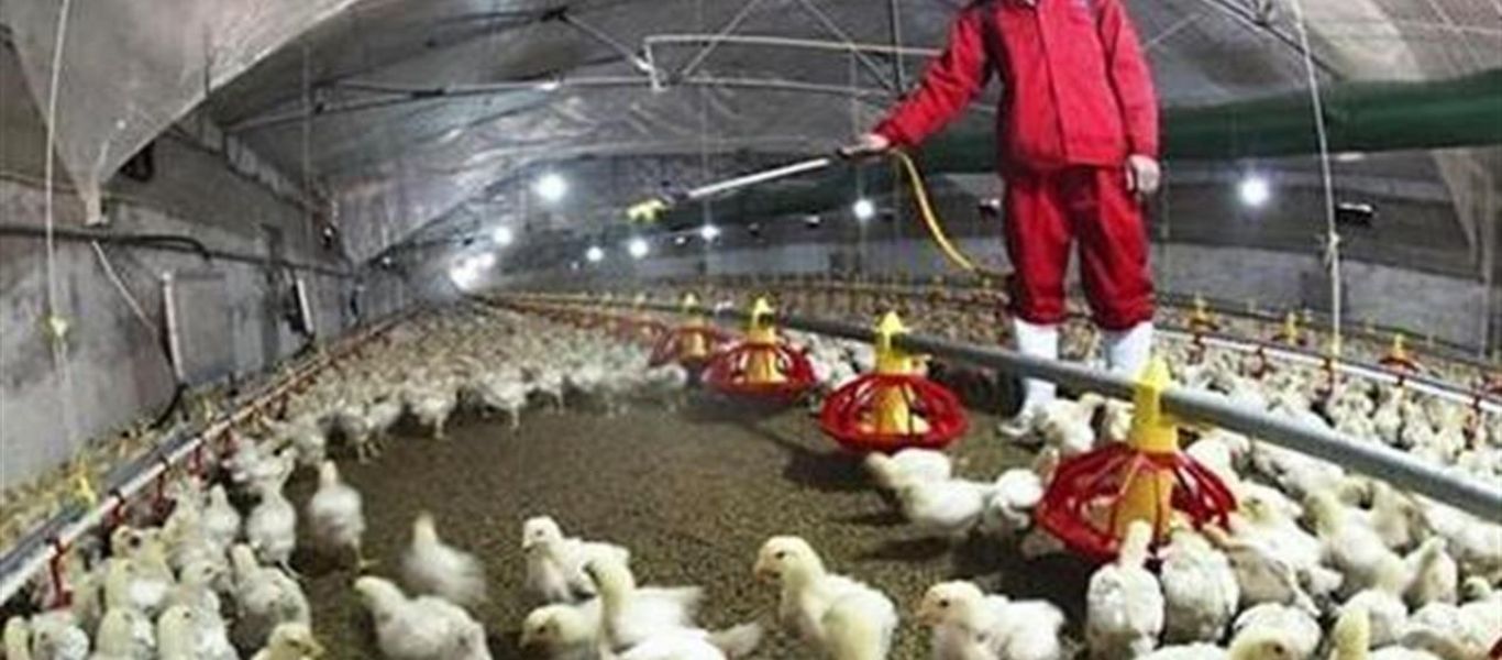 Γαλλία: Θανάτωση 2,5 εκατομμυρίων πουλερικών λόγω γρίπης των πτηνών