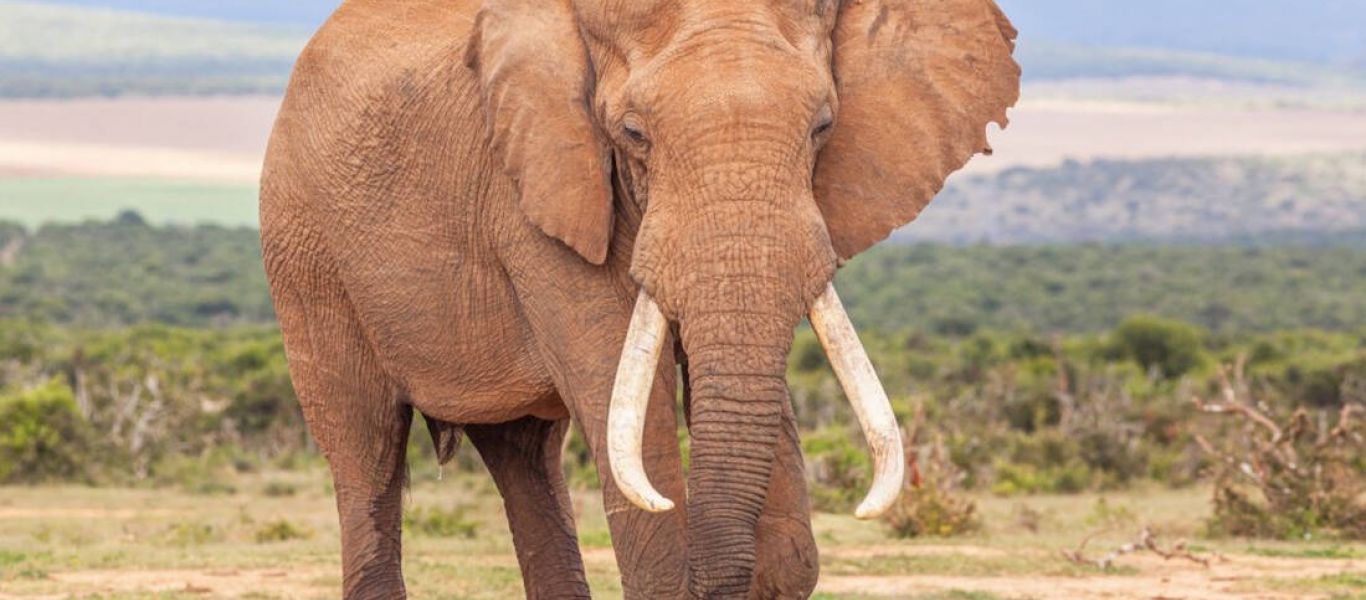 Ν.Αφρική: Η στιγμή που ελέφαντας επιτίθεται σε αυτοκίνητο και το διαλύει (βίντεο)