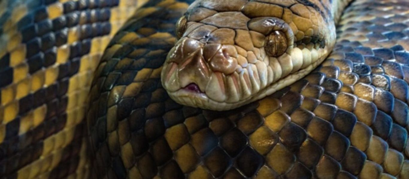 ΗΠΑ: Άντρας βρέθηκε νεκρός με 100 φίδια πάνω του! (βίνεο)