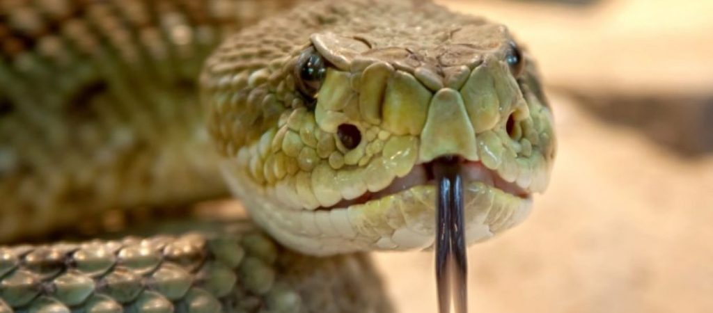 Ινδία: Τεράστιο φίδι 1,5 μέτρο τρύπωσε σε δικαστήριο (βίντεο)