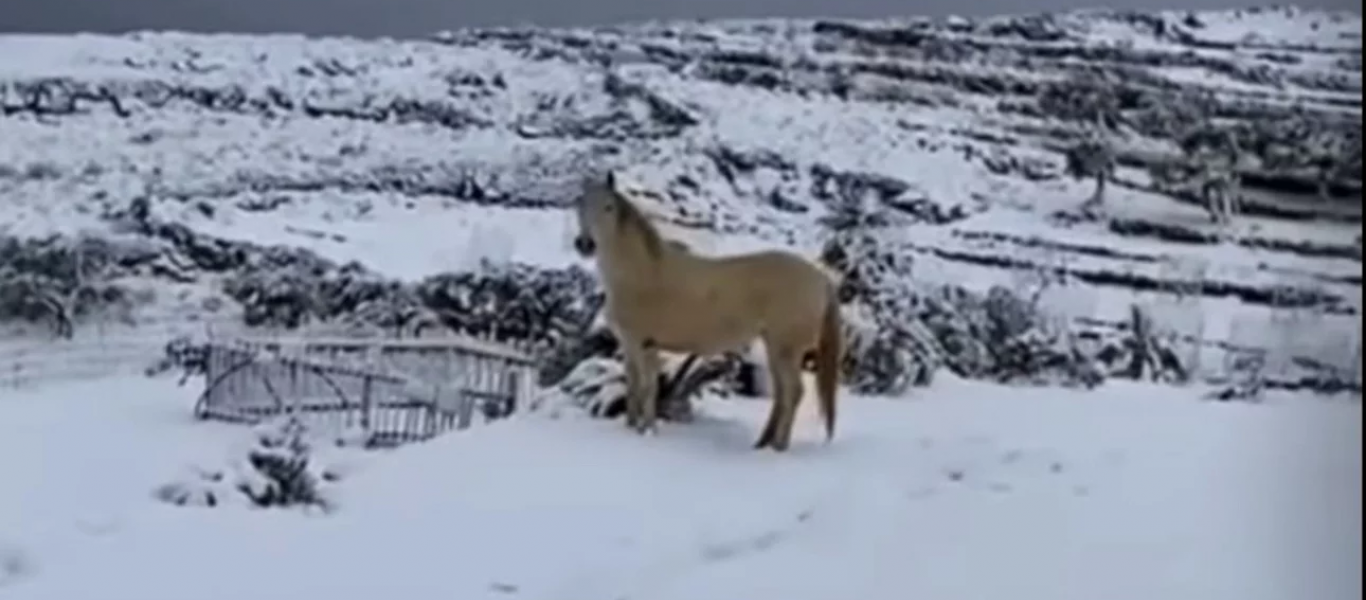 Μοναδικό θέαμα στην Τήνο: Λευκό άλογο καλπάζει μέσα στο χιόνι (βίντεο)