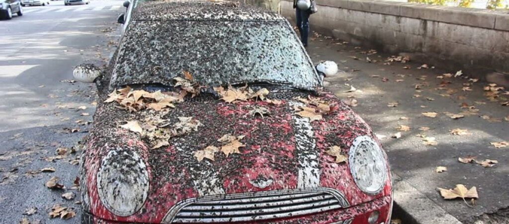 Τελικά τι ισχύει; – Οι κουτσουλιές των πουλιών καταστρέφουν το χρώμα των αυτοκινήτων μας ή όχι;