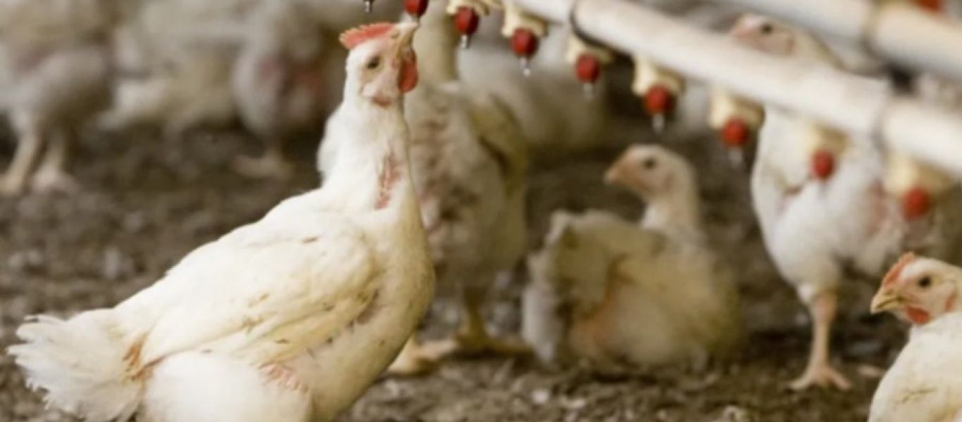Ολλανδία: Ξέσπασμα της γρίπης των πτηνών – Περίπου 216.000 πουλερικά θα θανατωθούν