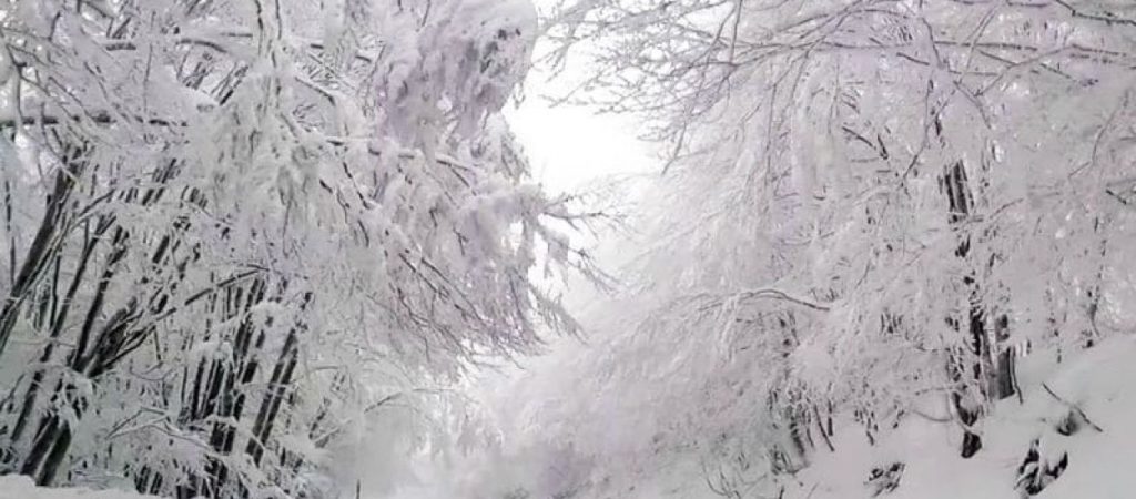 «Μαγικό» τοπίο στη Φλώρινα: Ο εντυπωσιακός χιονισμένος δρόμος που έγινε viral (βίντεο)