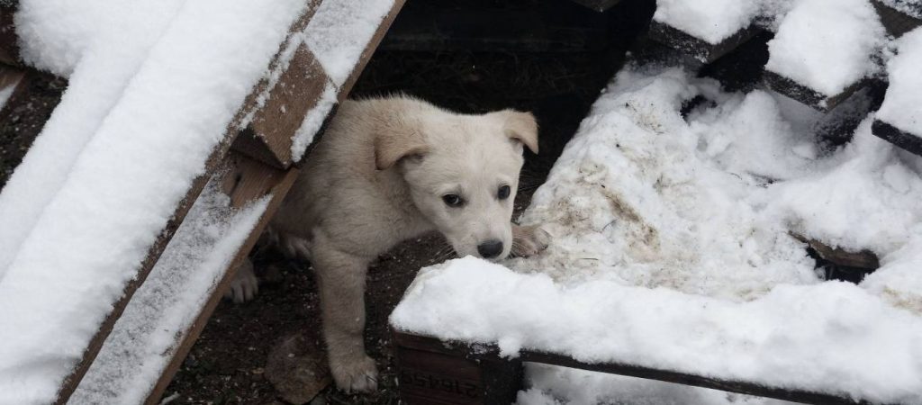 Δήμοι Αττικής: Μέριμνα για τα αδέσποτα ζώα εν μέσω κακοκαιρίας