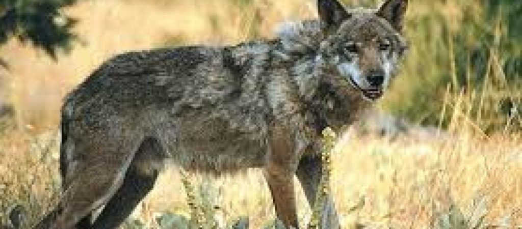 Εθνικό Πάρκο Στροφυλιάς: Δηλητηριασμένα βρέθηκαν δύο τσακάλια