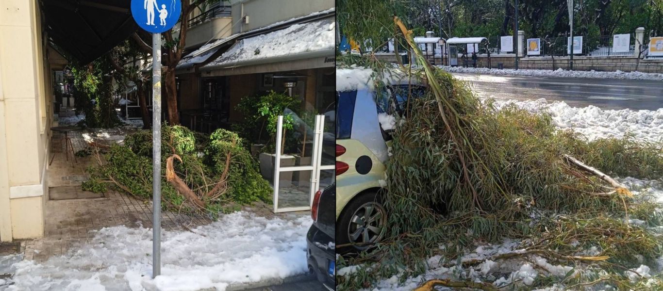 Κολωνάκι: Αυτοκίνητα χτυπημένα και καλυμμένα από κλαδιά  – Ποιος θα αποζημιώσει τους ιδιοκτήτες